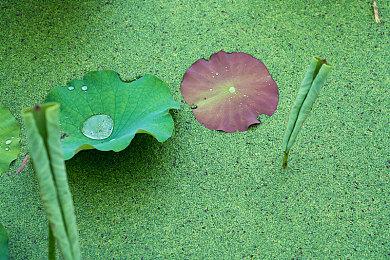 《紫塞秋风》官方回应玩家鬼畜视频催更 公布BOSS模型图